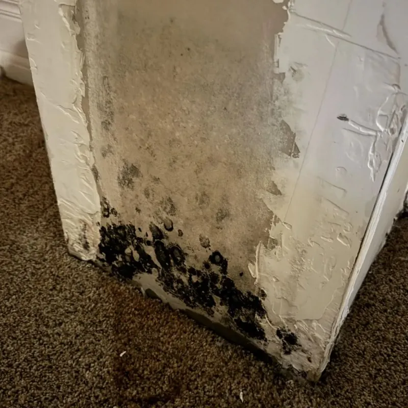 Professional Mold Removal in De Smet, SD
